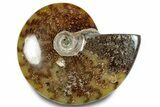 Polished Cretaceous Ammonite (Cleoniceras) Fossil - Madagascar #283337-1